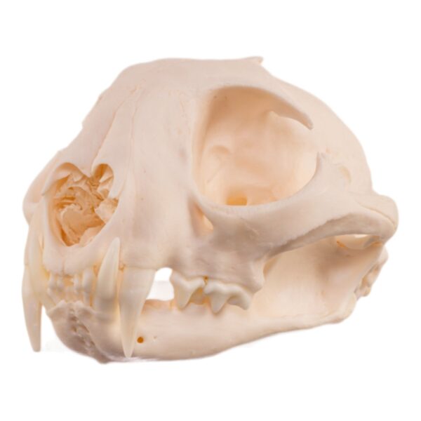 Real Bobcat Skull – Pathology