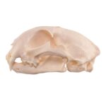 Real Bobcat Skull – Pathology