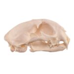 Real Bobcat Skull – Pathology