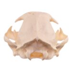 Real Bobcat Skull – Pathology