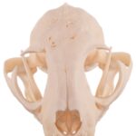 Real Bobcat Skull – Pathology