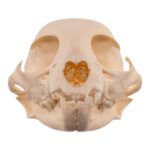 Real Bobcat Kitten Skull
