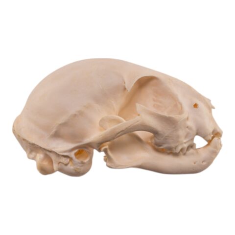 Real Bobcat Kitten Skull