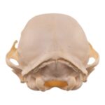 Real Bobcat Kitten Skull
