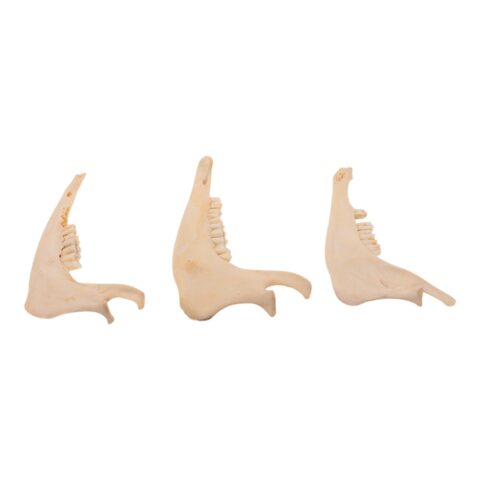 Real Domestic Goat Half Jaw
