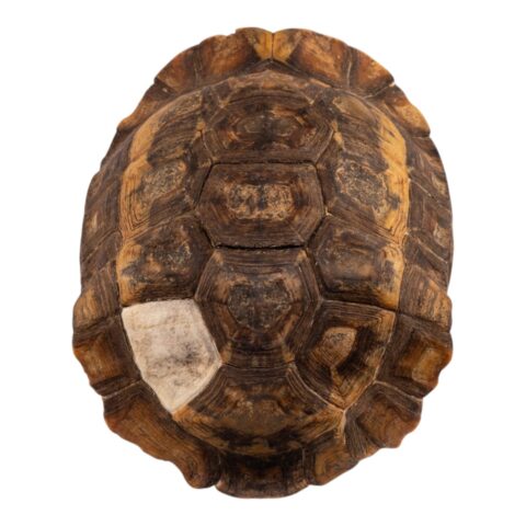 Real Forest Hinge-Back Tortoise Shell