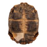 Real Forest Hinge-Back Tortoise Shell