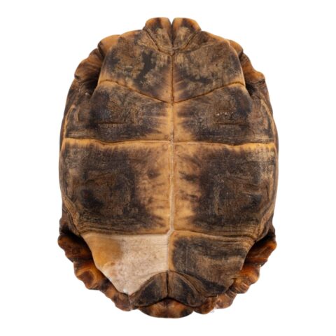 Real Forest Hinge-Back Tortoise Shell