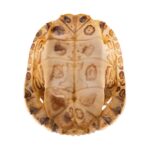 Real Red-eared Slider Shell
