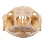Real Spot-legged Wood Turtle Skull and Shell