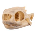 Real Spot-legged Wood Turtle Skull and Shell