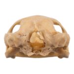 Real Spot-legged Wood Turtle Skull and Shell