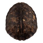 Real Spot-legged Wood Turtle Skull and Shell