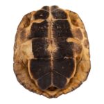 Real Spot-legged Wood Turtle Skull and Shell