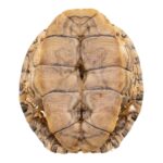 Real Mesoamerican Slider Skull and Shell