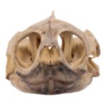 Real Mesoamerican Slider Skull and Shell