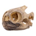 Real Mesoamerican Slider Skull and Shell