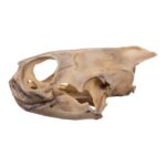 Real Mesoamerican Slider Skull and Shell