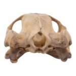 Real Mesoamerican Slider Skull and Shell