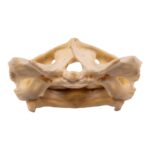 Real West African Helmeted Turtle Skull and Shell