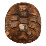 Real West African Helmeted Turtle Skull and Shell