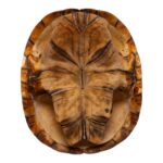 Real West African Helmeted Turtle Skull and Shell