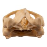 Real Red-eared Slider Skull and Shell