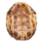 Real Red-eared Slider Skull and Shell