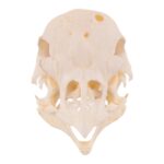 Real Polish Crested Chicken Skull
