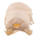 Real Polish Crested Chicken Skull
