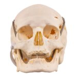Real Human Skull