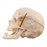 Real Human Skull