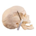 Real Human Skull