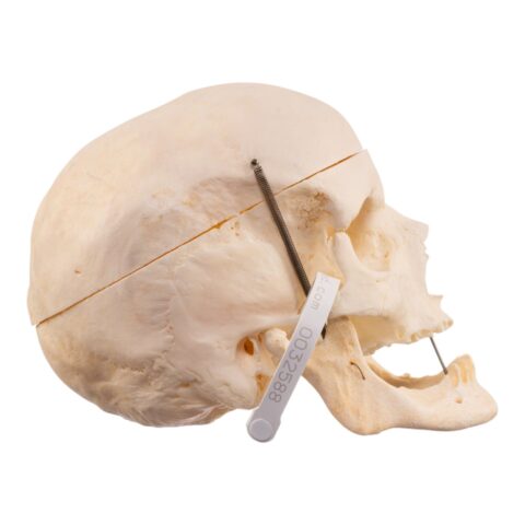 Real Human Skull