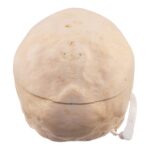 Real Human Skull