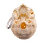 Real Human Skull