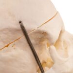 Real Human Skull