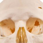 Real Human Skull