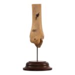 Real Human Partial Tibia and Fibula on Stand