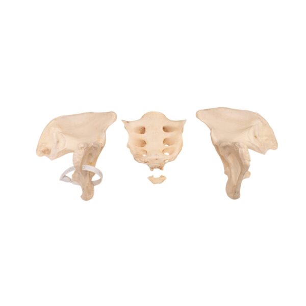 Real Human Pelvis and Sacrum – Disarticulated