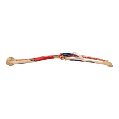 Real Human Left Arm - Painted and Articulated