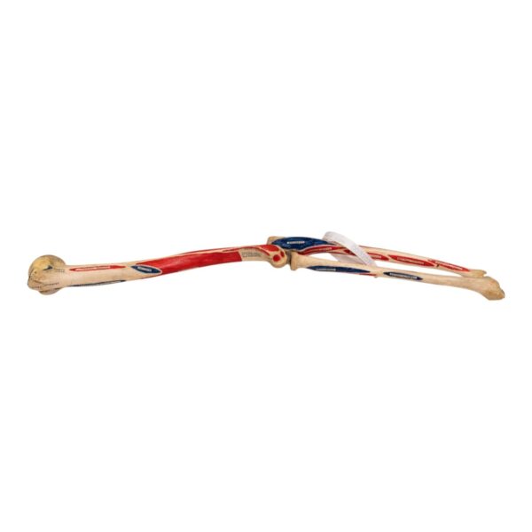 Real Human Left Arm – Painted and Articulated