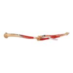 Real Human Left Arm – Painted and Articulated