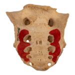 Real Human Sacrum – Painted