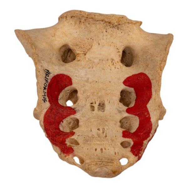 Real Human Sacrum – Painted