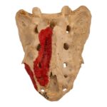 Real Human Sacrum – Painted