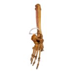 Real Human Tibia, Fibula and Foot – Articulated
