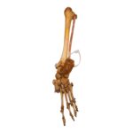 Real Human Tibia, Fibula and Foot – Articulated