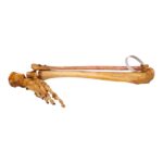 Real Human Tibia, Fibula and Foot – Articulated