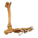 Real Human Right Partial Leg – Articulated